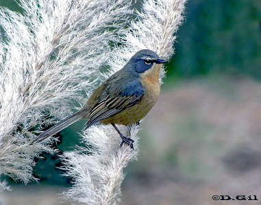 MONTERITA CABEZA GRIS (Donacospiza albifrons)  - Playa Penino-SAN JOSE (Agosto 2009)